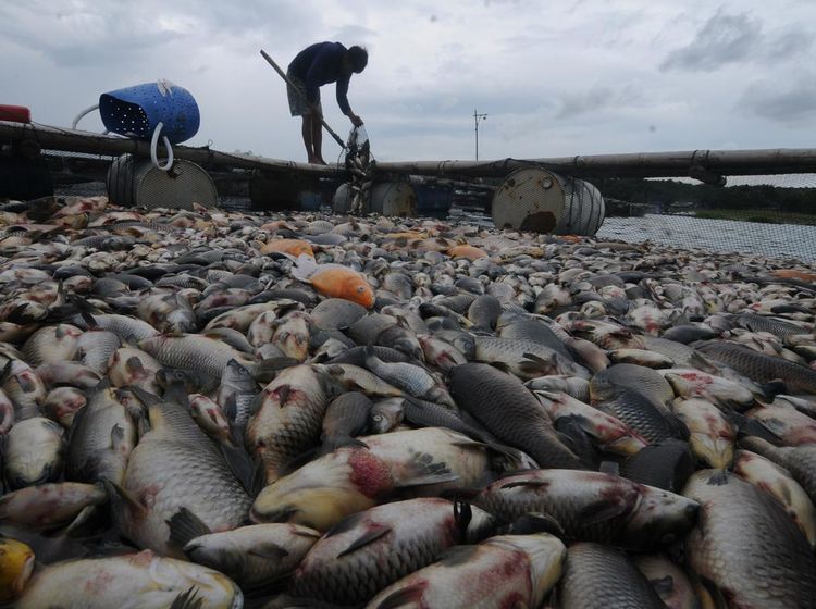 60 Ton Ikan di Waduk Kedung Ombo Boyolali Mati, Ada Apa?