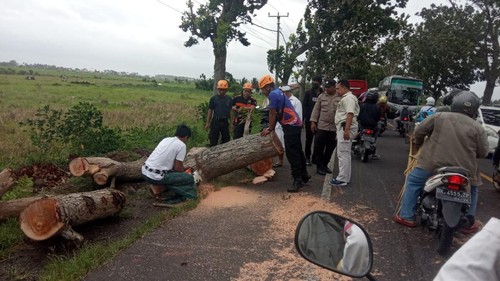 Angin kencang yang menerjang wilayah Kabupaten Jembrana mengakibatkan pohon tumbang di Jalan Nasional Denpasar-Gilimanuk, Bali, Senin (2/1/2023).