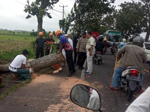 Pohon Tumbang di Jembrana, Arus Lalin Denpasar-Gilimanuk Tersendat