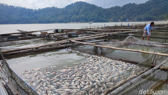 Ikan keramba di Telaga Ngebel yang mati karena fenomena ledakan gas belerang