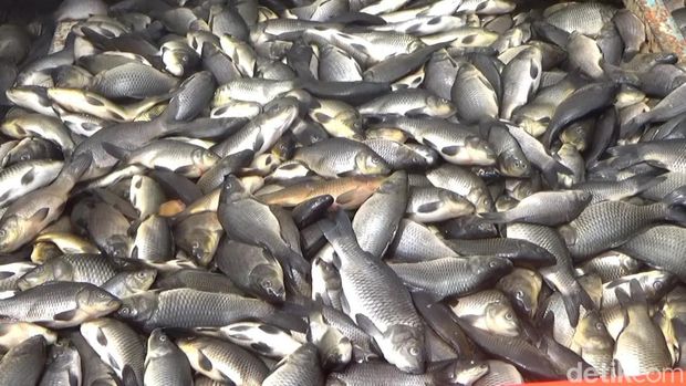 Ikan mati massal di Waduk Jatiluhur.