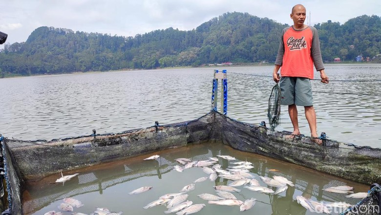 ikan mati telaga ngebel ikan mati telaga ngebel