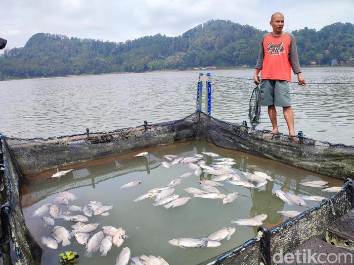 ikan mati telaga ngebel