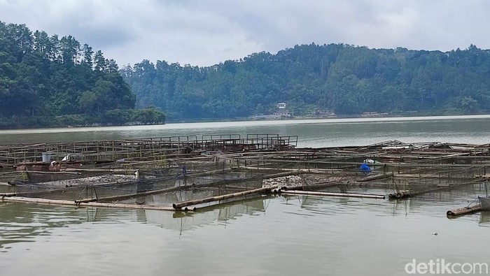 ikan mati telaga ngebel