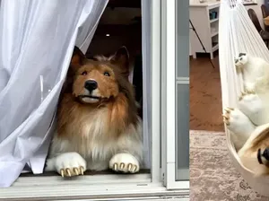 Orang Jepang Habiskan Rp 240 Juta Jadi Anjing Berkeliaran di Jalan