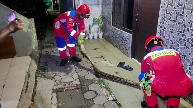 Lagi di toilet, warga Ciracas tertimpa ular 3,5 meter dari plafon (Dok Instagram @humasjakfire)
