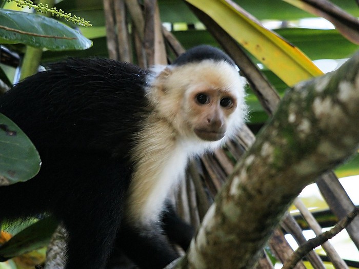 Monyet capuchin kepala putih di Cahuita National Park, Costa Rica.
