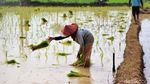 Harap-harap Cemas Petani Padi di Tangerang
