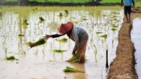 Para petani mengaku harap-harap cemas menanam padi di musim hujan terutama dengan curah hujan tinggi.