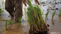 Sebab, potensi banjir mengancam bibit padi yang baru ditanam.