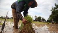 Seorang buruh tani menyiapkan bibit padi yang akan ditanam.