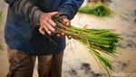 Harap-harap Cemas Petani Padi di Tangerang