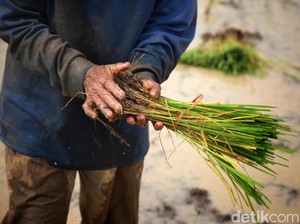 Emas, Emas, Emas Jerit Petani RI Saat Temukan 16 Kg Logam Mulia