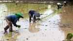 Harap-harap Cemas Petani Padi di Tangerang