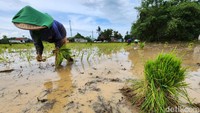 Petani menanam bibit padi di Desa Sukasari, Tangerang, Banten, Senin (2/1/2023).