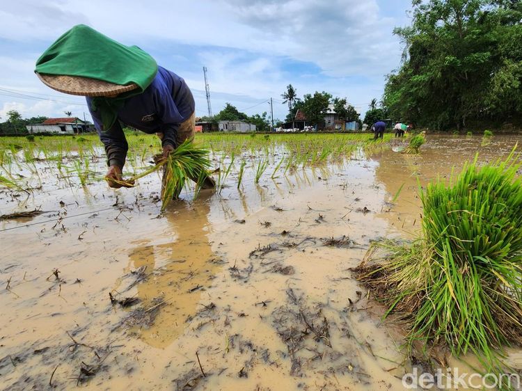 Harap-harap Cemas Petani Padi di Tangerang