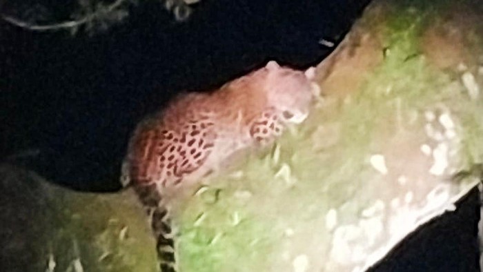 Penampakan macan tutul di lereng Gunung Raung Banyuwangi saat tidur