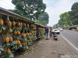 Full Senyum Penjual Nanas Madu Subang di Awal Tahun