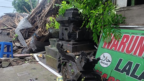 Pohon tua tumbang menimpa dua palinggih, bengkel, dan warung lalapan di Jalan Raya Kuta, Badung, Bali, Senin (2/1/2023).
