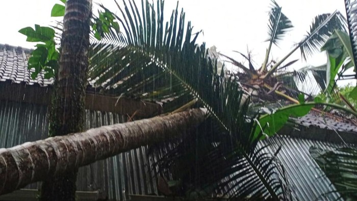 Pohon tumbang akibat angin kencang timpa rumah warga di Desa Bungaya, Kecamatan bebandem, Karangasem, Bali, Senin (2/1/2023).