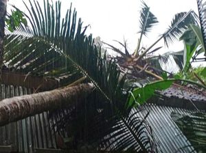 Pohon Tumbang Akibat Angin Kencang Timpa Rumah di Karangasem