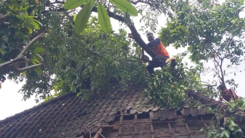 Proses pembersihan pohon Boni yang tumbang dan menimpa bangunan dapur milik warga di Banjar Sema, Desa/Kecamatan Kediri, Tabanan, Bali, Senin (2/1/2023).