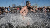 Mereka berenang di Samudra Atlantik saat air mencapai suhu di atas 40 derajat Fahrenheit dan suhu udara bisa jauh di bawah titik beku.  
