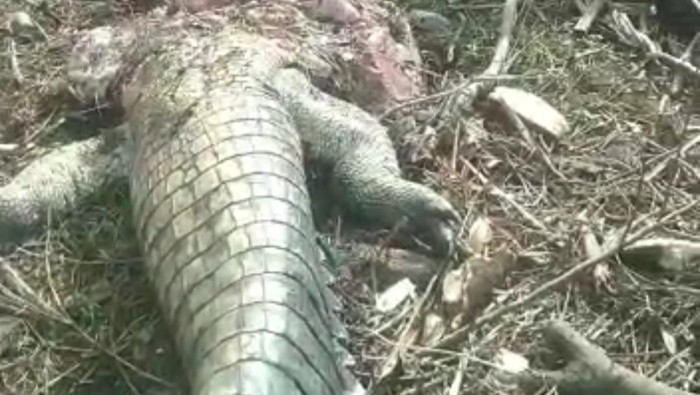 Warga di Kabupaten Sorong, Papua Barat Daya menangkap buaya dengan panjang sekitar 6 meter.
