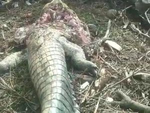 Buaya 6 Meter Diduga Terkam Pelajar di Sorong saat Mandi di Kali Ditangkap