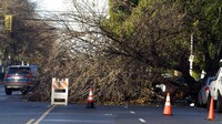 Sejumlah pohon tumbang usai tersapu badai di bagian Van Nuys Los Angeles. AP/Richard Vogel  