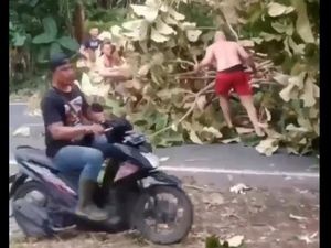 Viral Bule Bereskan Pohon Tumbang di Jalan Abiansemal, Warlok Disorot