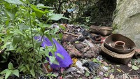 Gundukan kumpulan sisa jasad di kuburan terbuka Desa Terunyan, Bali.