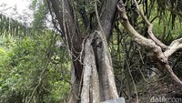 Ini adalah pohon Taru Menyan, pohon raksasa dengan akar yang menjulur ke segala arah. Taru Menyan adalah asal nama kata trunyan, berarti pohon wangi.