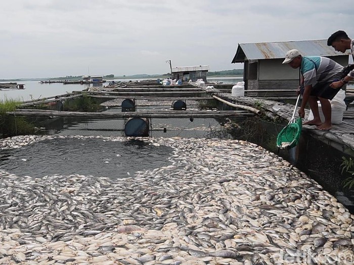 Kematian ikan di karamba Waduk Kedung Ombo (WKO) Boyolali masih terjadi.