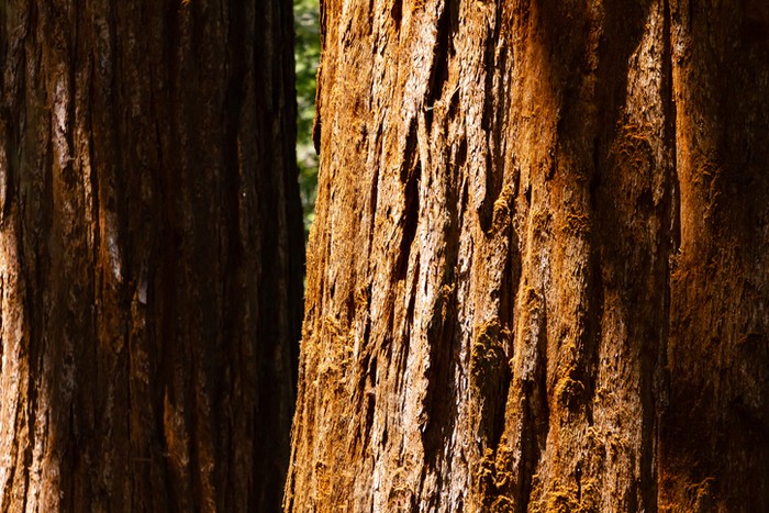 Big trees of a Sequoia national park