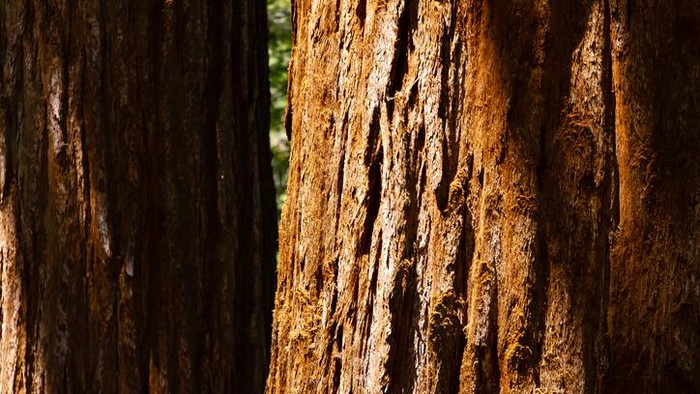 Big trees of a Sequoia national park