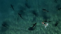 Kawanan hiu menyerbu lepas pantai Hadera di Laut Mediterania. (AP Photo/Ariel Schalit)  