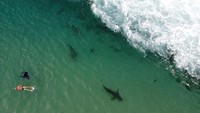 Mereka nekat berenang di antara kawanan hiu itu karena Hiu Sandbar dan Hiu Dusky dikenal tidak berbahaya dan terancam punah. (Amir Levy/Getty Images)