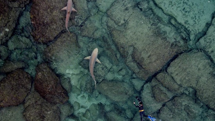HADERA, ISRAEL - JANUARY 02:  Snorkelers swim with a group of Sandbar sharks in the Medierranean Sea near the 'Orot Rabin' industrial plant near the city of Hadera on January 2, 2023 in Hadera, Israel. The hot water rejection from an industrial plant in Israel's northern city of Hadera draws these Sandbar sharks and Dusky sharks, harmless and endangered by overfishing.  (Photo by Amir Levy/Getty Images)