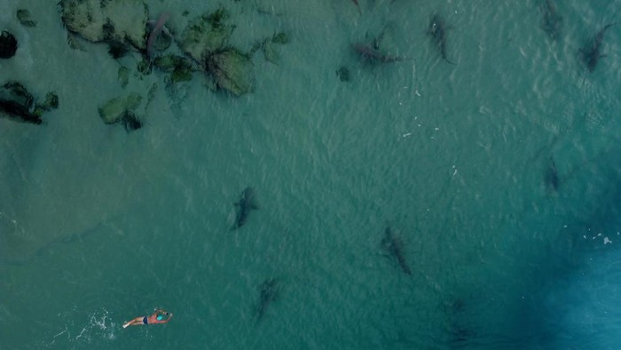 HADERA, ISRAEL - JANUARY 02:  Snorkelers swim with a group of Sandbar sharks in the Medierranean Sea near the Orot Rabin industrial plant near the city of Hadera on January 2, 2023 in Hadera, Israel. The hot water rejection from an industrial plant in Israels northern city of Hadera draws these Sandbar sharks and Dusky sharks, harmless and endangered by overfishing.  (Photo by Amir Levy/Getty Images)