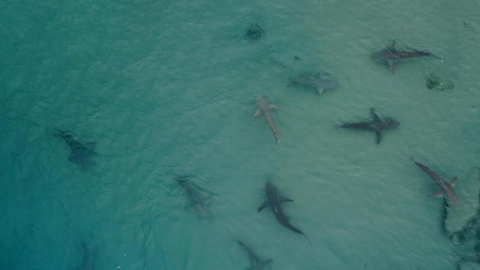 HADERA, ISRAEL - JANUARY 02:  Snorkelers swim with a group of Sandbar sharks in the Medierranean Sea near the Orot Rabin industrial plant near the city of Hadera on January 2, 2023 in Hadera, Israel. The hot water rejection from an industrial plant in Israels northern city of Hadera draws these Sandbar sharks and Dusky sharks, harmless and endangered by overfishing.  (Photo by Amir Levy/Getty Images)
