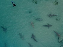 Nahas! Turis Tewas Diserang Hiu yang Sebelumnya Dianggap Tak Berbahaya