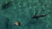 Hiu Sandbar berenang di sebelah perenang snorkel di Laut Mediterania, lepas pantai Hadera, Israel, Senin (2/1/2023). (AP Photo/Ariel Schalit)  