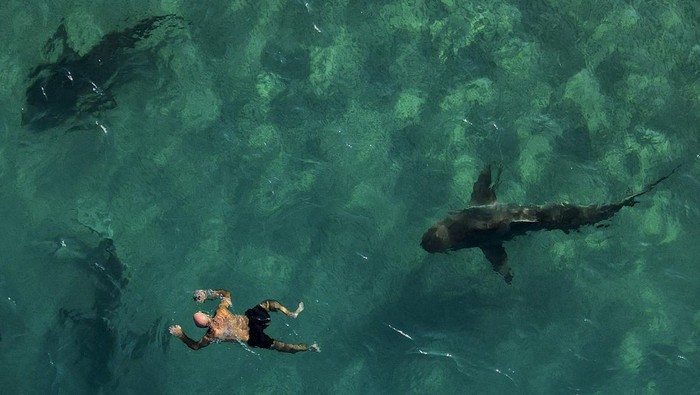 Kawanan Hiu Serbu Laut Mediterania, Ada Apa? Sandbar sharks swim next to a snorkeler in the Mediterranean Sea near a power plant off the coast of Hadera, Israel, Friday, Dec. 30, 2022. The hot water gushing from an industrial plant in Israel's northern city of Hadera draws these sharks that are not considered to be dangerous to people, but are increasingly endangered by overfishing. (AP Photo/Ariel Schalit)