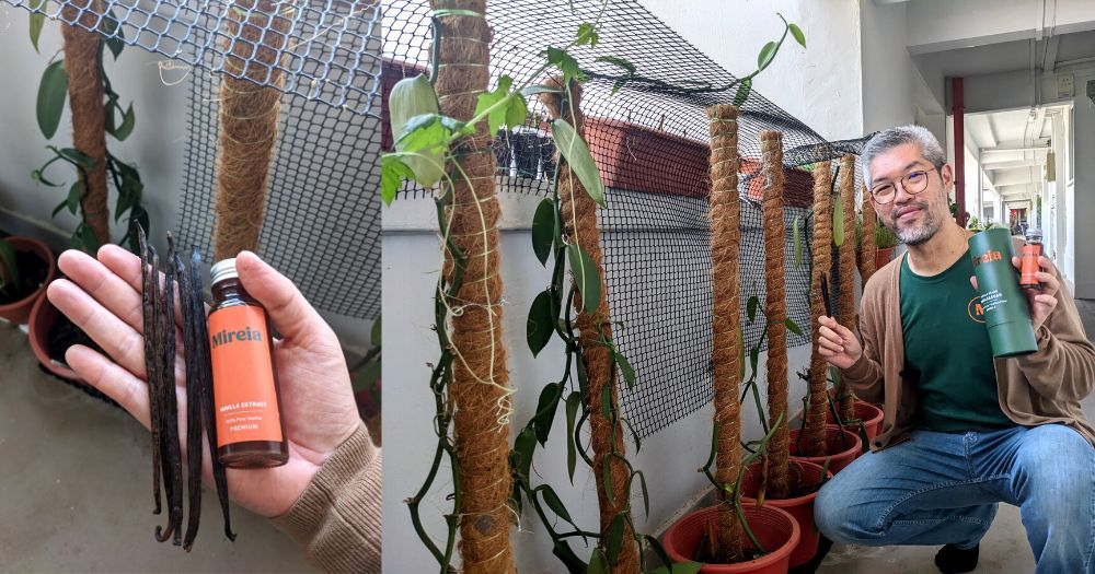 Keren! Pria Indonesia Ini Punya 40 Tanaman Vanilla di Lorong Rusun Singapura