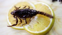 Di pasar ini pengunjung bisa menemukan beragam kuliner unik. Mulai dari kalajengking, daging babi hutan, daging rusa, buaya, iguana, telur semut hingga cacing maguey. Kuliner unik tersebut dihidangkan dalam beragam sajian, seperti burger atau oalahan kalajengking dengan jeruk.