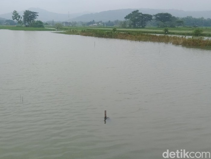Lahan sawah terendam air di Gantiwarno Klaten yang berbatasan dengan Gunungkidul, DIY. Dipotret pada Minggu (1/1/2023).