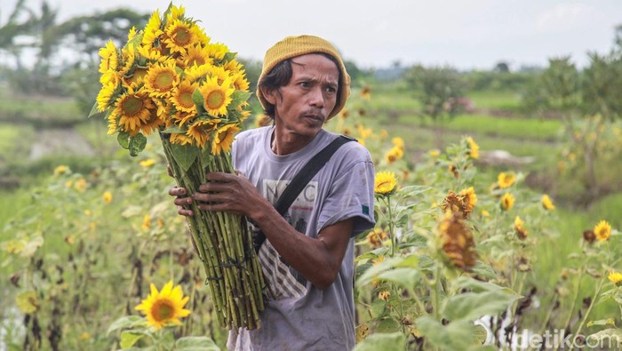 Panen Bunga Matahari Terkendala Musim Hujan Damyati memanen bunga matahari di ladangnya kawasan Kayu Agung, Sepatan, Tangerang, Banten, Senin (2/1/2023). Bunga matahari tersebut ia jual Rp 20.000/ikat kepada pedagang bunga hias.