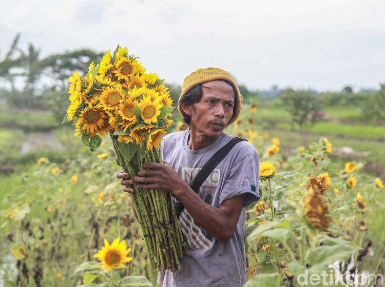 Duh, Panen Bunga Matahari Terkendala Musim Hujan