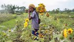 Duh, Panen Bunga Matahari Terkendala Musim Hujan